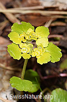 Chrysosplenium alternifolium (F292219)