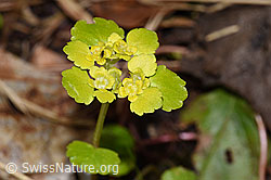 Chrysosplenium alternifolium (F292220)