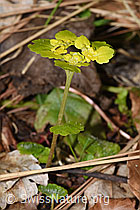 Chrysosplenium alternifolium (F292222)