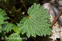 Grosse Brennnessel (Urtica diocia) (F292225) Grosse Brennnessel (Urtica diocia) (F292225)