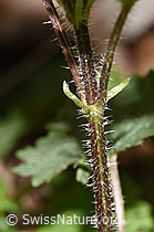 Grosse Brennnessel (Urtica diocia) (F292231) Grosse Brennnessel (Urtica diocia) (F292231)