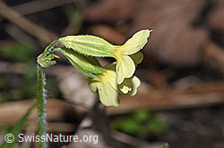 Wald-Schlüsselblume (Primula elatior) (F292232)
