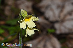 Wald-Schlüsselblume (Primula elatior) (F292233)