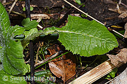 Wald-Schlüsselblume (Primula elatior) (F292236)