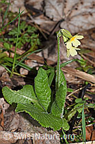Wald-Schlüsselblume (Primula elatior) (F292237)