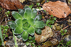 Safrangelber Steinbrech (Saxifraga mutata) (F292279) Safrangelber Steinbrech (Saxifraga mutata) (F292279)