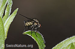 Hylemya vagans (Blumenfliege) auf Strauch (F292283) Hylemya vagans (Blumenfliege) auf Strauch (F292283)