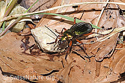 Goldglänzender Laufkäfer (Carabus auronitens) (F292315)