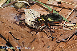 Goldglänzender Laufkäfer (Carabus auronitens) (F292316)