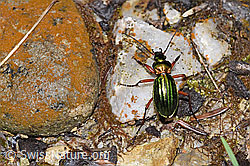 Goldglänzender Laufkäfer (Carabus auronitens) (F292324)