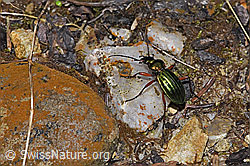 Goldglänzender Laufkäfer (Carabus auronitens) (F292325)