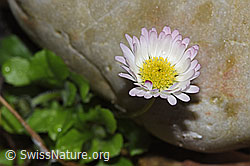 Bellis perennis (F292326) Bellis perennis (F292326)