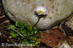 Bellis perennis (F292329) Bellis perennis (F292329)