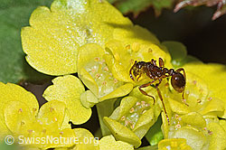 Myrmica ruginodis on Chrysosplenium alternifolium (F292340)