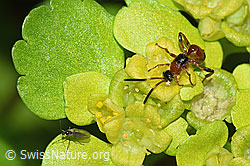 F292402: Schlupfwespe der Gattung Gelis auf Wechselblättriges Milzkraut (Chrysosplenium alternifolium)