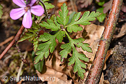 Geranium robertianum (F292503) Geranium robertianum (F292503)