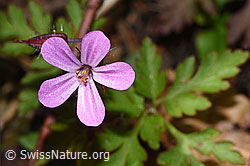 Geranium robertianum (F292504) Geranium robertianum (F292504)