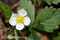 Fragaria vesca (F292505) Fragaria vesca (F292505)