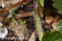 Fragaria vesca (F292507) Fragaria vesca (F292507)