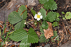 Fragaria vesca (F292509) Fragaria vesca (F292509)