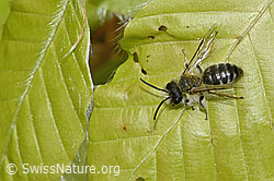 Andrena gravida (F292539) Andrena gravida (F292539)
