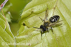 Andrena gravida (F292542) Andrena gravida (F292542)