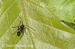 Miris striatus (F292557) Miris striatus (F292557)