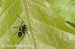 Miris striatus (F292558) Miris striatus (F292558)