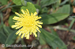 F292572: Langhaariges Habichtskraut (Hieracium pilosella)
