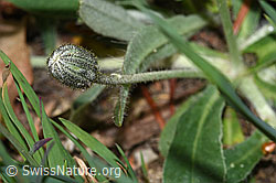 F292573: Langhaariges Habichtskraut (Hieracium pilosella)