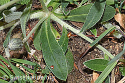 F292575: Langhaariges Habichtskraut (Hieracium pilosella)