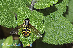 Chrysotoxum cautum (F292591) Chrysotoxum cautum (F292591)