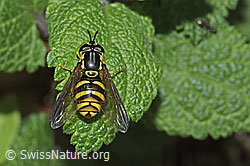 Chrysotoxum cautum (F292593) Chrysotoxum cautum (F292593)