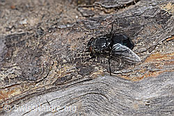 Calliphora vicina (Schmeissfliege) (F292799) Calliphora vicina (Schmeissfliege) (F292799)