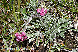 Antennaria dioica (F292808)