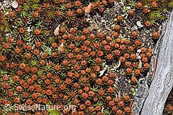 Glashaar-Widertonmoos (Polytrichum piliferum) (F292811) Glashaar-Widertonmoos (Polytrichum piliferum) (F292811)