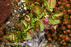 Heidelbeere (Vaccinium myrtillus) (F292817) Heidelbeere (Vaccinium myrtillus) (F292817)
