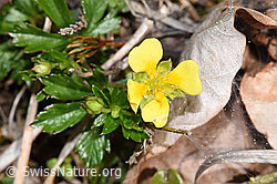 Blutwurz (Potentilla erecta) (F292825) Blutwurz (Potentilla erecta) (F292825)
