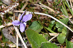 Hain-Veilchen (Viola riviniana) (F292830) Hain-Veilchen (Viola riviniana) (F292830)