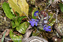 Kriechender Günsel (Ajuga reptans) (F292831) Kriechender Günsel (Ajuga reptans) (F292831)