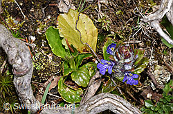 Kriechender Günsel (Ajuga reptans) (F292832) Kriechender Günsel (Ajuga reptans) (F292832)
