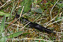 Schwarzer Schnegel (Limax cinereoniger) (F292849) Schwarzer Schnegel (Limax cinereoniger) (F292849)