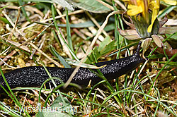 Schwarzer Schnegel (Limax cinereoniger) (F292851) Schwarzer Schnegel (Limax cinereoniger) (F292851)