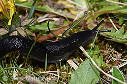 Schwarzer Schnegel (Limax cinereoniger) (F292854) Schwarzer Schnegel (Limax cinereoniger) (F292854)