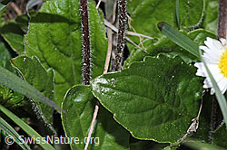 Alpenmasslieb (Aster bellidiastrum) (F292868) Alpenmasslieb (Aster bellidiastrum) (F292868)