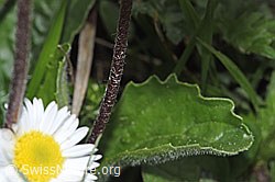Alpenmasslieb (Aster bellidiastrum) (F292869) Alpenmasslieb (Aster bellidiastrum) (F292869)