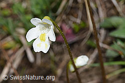 Alpen-Fettblatt (Pinguicula alpina) (F292872) Alpen-Fettblatt (Pinguicula alpina) (F292872)