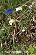 Alpen-Fettblatt (Pinguicula alpina) (F292874) Alpen-Fettblatt (Pinguicula alpina) (F292874)