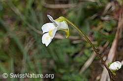 Alpen-Fettblatt (Pinguicula alpina) (F292876) Alpen-Fettblatt (Pinguicula alpina) (F292876)
