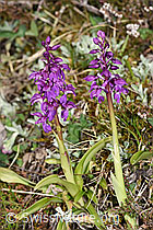 Männliches Knabenkraut (Orchis mascula) (F292890)